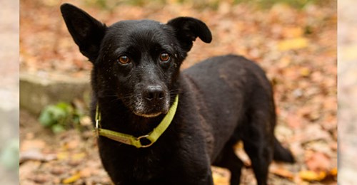 Blinder Hund „Gary“ wird von Mann adoptiert – büxt aus und rennt 25 Kilometer zurück zu Tierheim-Pfleger