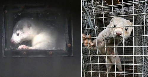 SOKO Tierschutz deckt Tierquälerei von Nerzen auf – Tiere werden in Gaskiste getötet, überlebende totgeschlagen