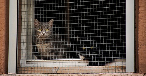 Zwangskastration gegen Vermehrung: Nur kastrierte Katzen dürfen in Berlin aus dem Haus