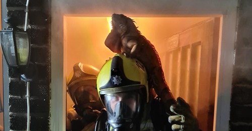 Auf dem Kopf eines Feuerwehrmannes: Leguan rettet sich aus brennendem Haus