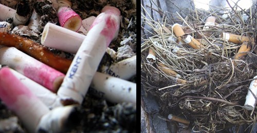Umweltproblem weggeworfene Zigarettenkippen: 6 Fakten