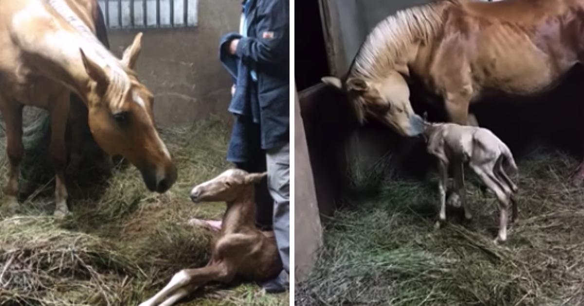 Nachdem ein trächtiges Pferd ein Fohlen zur Welt gebracht hat, bemerkt die Besitzerin die seltsame Nachgeburt und rennt los
