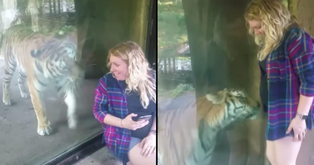 Frau filmt schwangere Freundin, die ein Selfie mit einem Tiger macht, und hält den Moment fest, in dem die Raubkatze ihren Babybauch bemerkt
