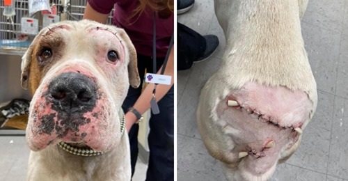 Kanada: Rüde „Parker“ zu Hundekampf gezwungen, dann von Nachbar verprügelt – mit über 1.000 Stichen genäht