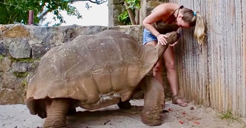 Zweihundertjährige Riesenschildkröte wird total verehrt
