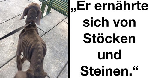 Fast verhungerter Weimaraner Hund wird wieder gesund gepflegt