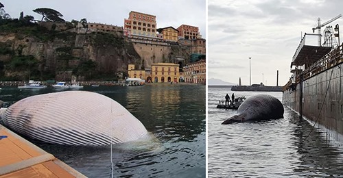 Riesige Wal-Mutter tot vor Neapel geborgen – Junges irrt durch Hafen: „Es ist herzzerreißend“