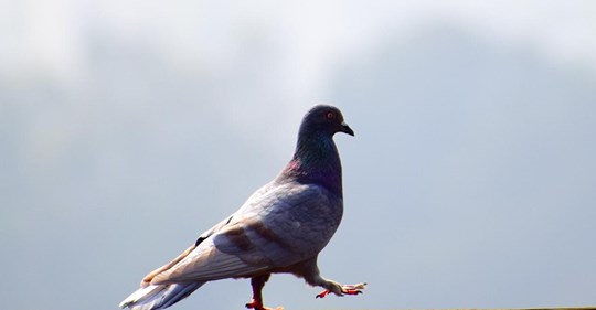 Corona: Diese Taube fliegt aus den USA nach Neuseeland und soll nun eingeschläfert werden