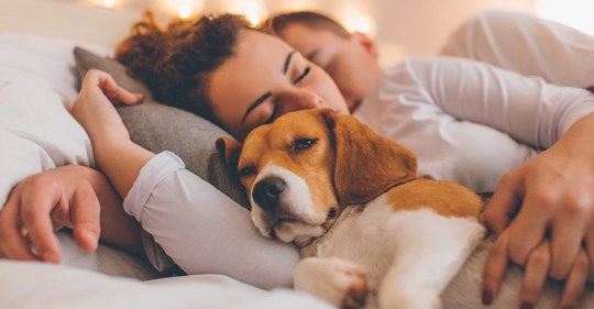 Effektiver als eine Schlaftablette: Darum schlafen wir neben Hunden am besten