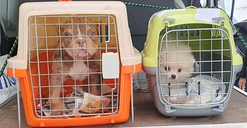 14 Welpen kurz vor dem Verdursten: Polizei befreit kleine Hunde aus illegalem Tiertransport