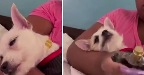 Influencerin (20) sprüht in Live Video Parfüm in Augen ihres Hundes, tritt und schlägt ihn – für mehr Follower