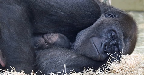Nachwuchs im Berliner Zoo: Erstes Gorillababy seit 16 Jahren geboren