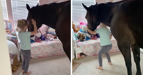 5-jährige Pferdenärrin nimmt Pony mit ins Kinderzimmer