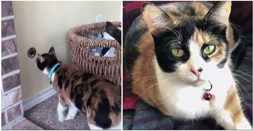 Adoptierte Katze „Lilly“ rettet ihre neue Familie – Erkannte gefährliches Gasleck im Haus