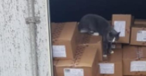 Neugierige Katzen: Kater überlebt Reise in Frachtcontainer