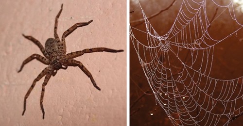 Gründe, warum man Spinnen in der Wohnung niemals töten sollte