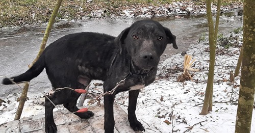 Acht völlig unterernährte Hunde konnten gerettet werden – Besitzer hatte sie in der Kälte ausgesetzt