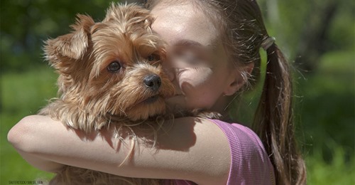 Schäferhund beißt kleinen Terrier (†2): Hund stirbt in den Armen seiner 10-jährigen Halterin