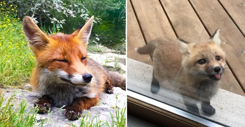 Ein Fuchs als Nachbar: Bilder von den frechen Gesellen
