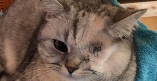 POLIZEI ERMITTELT Tierquäler schießt Katze Bella ins Auge