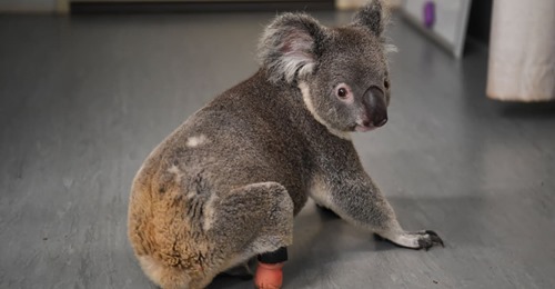ER KANN SICH SOGAR DAMIT KRATZEN Koala „Triumph“ mit Fußprothese gerettet