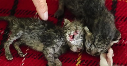 Mit zwei Köpfen geborenes Kätzchen versucht, am Leben zu bleiben, während ihre Besitzerin sich weigert, es aufzugeben