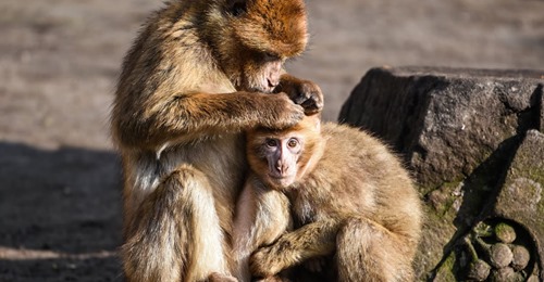 TIERPFLEGER AUF DER SUCHE NACH PRIMATEN Affen Trio aus Tiergarten ausgebüxt