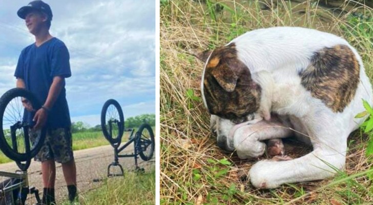 Drei Dreizehnjährige retten einen Hund, der sich nicht mehr bewegen konnte, von der Straße