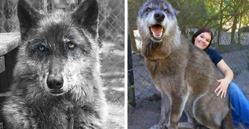 Die Besitzer bringen diesen Hund ins Tierheim, weil er zu groß und aggressiv ist: ein DNA-Test zeigt, dass er zu 87% ein Wolf ist