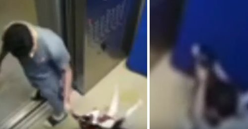 Mann misshandelt Husky-Welpen im Fahrstuhl fast zu Tode – Überwachungskamera zeichnet Tat auf
