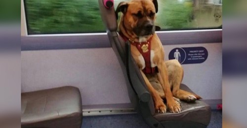 Dieser kleine Hund stieg allein in den Bus und wartete auf den Besitzer, der ihn ausgesetzt hatte