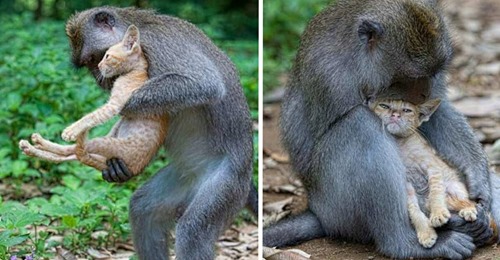 Affe adoptiert Kätzchen und behütet es wie ihr eigenes Baby