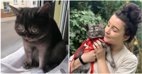 Frau adoptiert „hässliche“ Katze, die niemand wollte: „Das Beste, was mir jemals passiert ist“