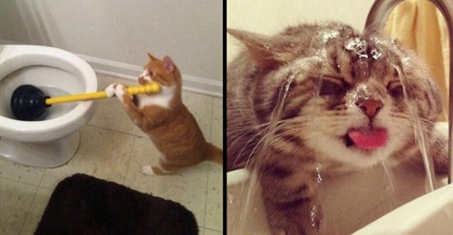 15 lustige und niedliche Bilder von Katzen