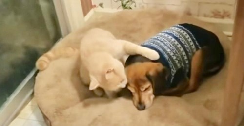 Katze tröstet süß traurigen blinden Hundebruder, um ihn zu zeigen, dass er in Sicherheit ist