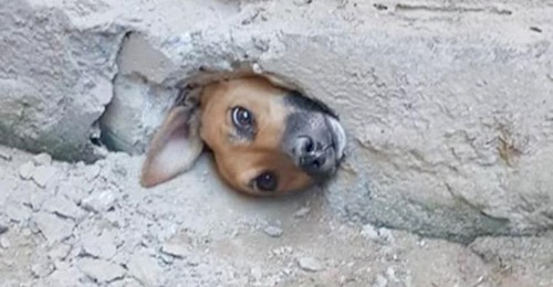 Neugierige Hündin bleibt beim Bespitzeln der Nachbarn in einem Loch in der Mauer stecken: von der Feuerwehr gerettet