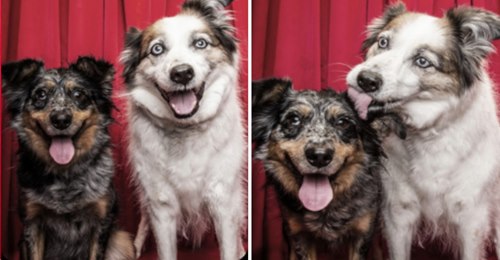 Fotografin Lynn Terry setzt Hunde in Fotoautomaten