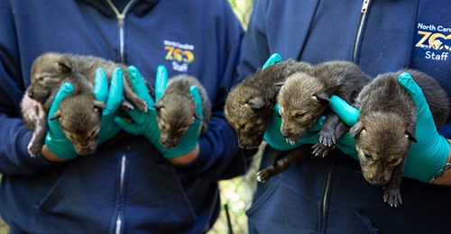 Zoo feiert Geburt von 12 vom Aussterben bedrohten Rotwolfwelpen