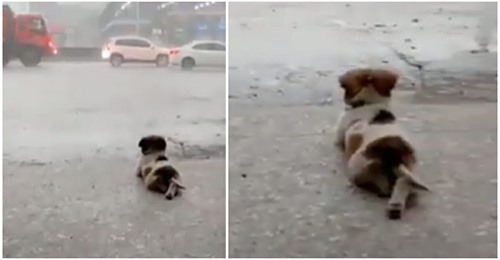 Hund liebt nichts mehr, als einfach in Ruhe und Frieden dem Regen zuzuschauen – wird dabei gefilmt