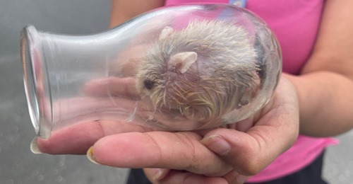 Hamster ist zu neugierig und bleibt in Flasche stecken – Besitzerin geht mit ihrem Tier zur Feuerwehr