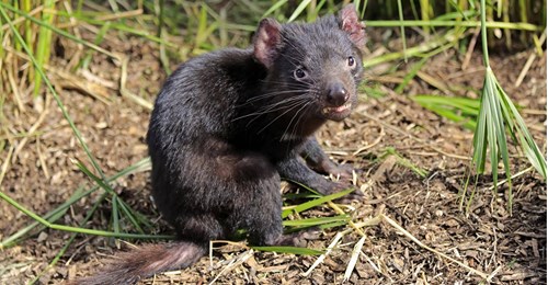 Nach 3000 Jahren: Erstmals wieder Tasmanische Teufel auf dem Festland geboren