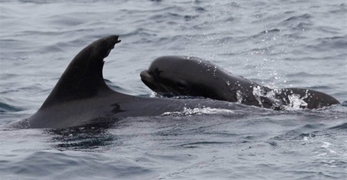 Delfin-Mutter adoptiert elternloses Wal-Kalb und behandelt es so, als wäre es ihr eigenes Kind