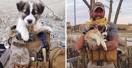 Syrischer Hund reist 5000km nach paris, um den Soldaten zu treffen, der ihn gerettet hat.