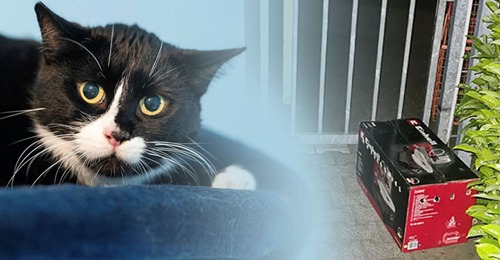 Katze „Ksuj“ im Karton vor Tierheim abgeworfen!