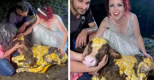 Braut verlässt Hochzeitsfeier, um ihrer Kuh bei der Geburt eines Kälbchens zu helfen