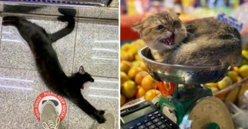 Katzen im Supermarkt posieren für die witzigsten Katzenbilder
