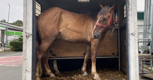VON RUMÄNIEN BIS HOLLAND UM ZU STERBEN Polizei rettet Pferde aus Quäl Transport