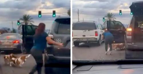 Frau hält den Verkehr auf und rettet drei Hunde, die gerade auf der Straße herumliefen: Keiner hatte vor ihr angehalten, um ihnen zu helfen