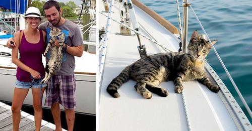 Paar gibt Jobs auf, um zusammen mit seiner Katze in einem Boot um die Welt zu fahren