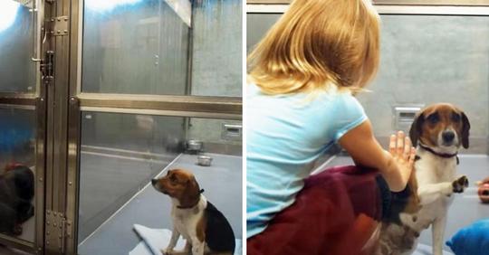 Eine Hundemama im Tierheim wird immer wieder übersehen, bis ein kleines Mädchen sie anlächelt